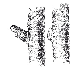 Иллюстрация к книге — Все об обрезке и прививке деревьев и кустарников [Autogen_eBook_id41.jpg]