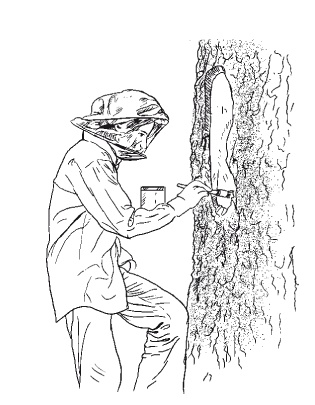 Иллюстрация к книге — Все об обрезке и прививке деревьев и кустарников [Autogen_eBook_id44.jpg]