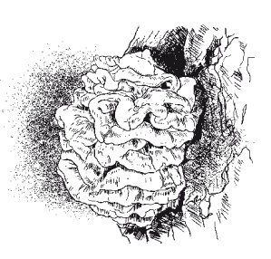 Иллюстрация к книге — Все об обрезке и прививке деревьев и кустарников [Autogen_eBook_id45.jpg]