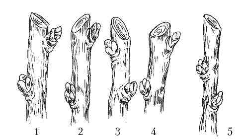 Иллюстрация к книге — Все об обрезке и прививке деревьев и кустарников [Autogen_eBook_id46.jpg]