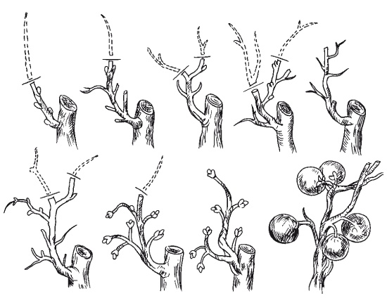 Иллюстрация к книге — Все об обрезке и прививке деревьев и кустарников [Autogen_eBook_id50.jpg]
