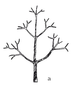 Иллюстрация к книге — Все об обрезке и прививке деревьев и кустарников [Autogen_eBook_id51.jpg]