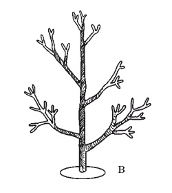 Иллюстрация к книге — Все об обрезке и прививке деревьев и кустарников [Autogen_eBook_id53.jpg]