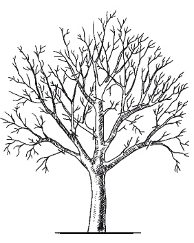 Иллюстрация к книге — Все об обрезке и прививке деревьев и кустарников [Autogen_eBook_id78.jpg]