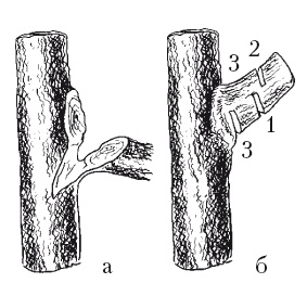Иллюстрация к книге — Все об обрезке и прививке деревьев и кустарников [Autogen_eBook_id80.jpg]