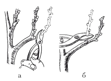Иллюстрация к книге — Все об обрезке и прививке деревьев и кустарников [Autogen_eBook_id82.jpg]