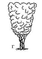 Иллюстрация к книге — Все об обрезке и прививке деревьев и кустарников [Autogen_eBook_id94.jpg]