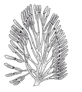 Иллюстрация к книге — Все об обрезке и прививке деревьев и кустарников [Autogen_eBook_id96.jpg]