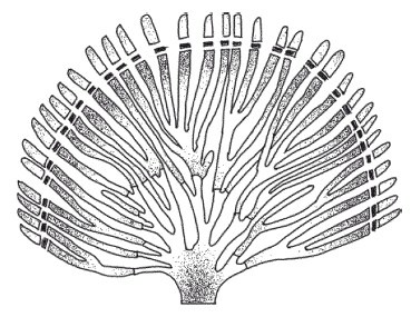 Иллюстрация к книге — Все об обрезке и прививке деревьев и кустарников [Autogen_eBook_id98.jpg]