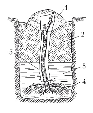 Иллюстрация к книге — Выращивание винограда [Autogen_eBook_id29.jpg]