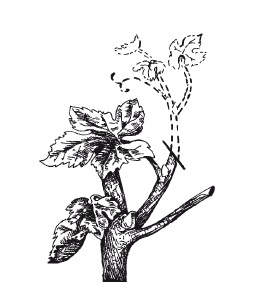 Иллюстрация к книге — Выращивание винограда [Autogen_eBook_id4.jpg]