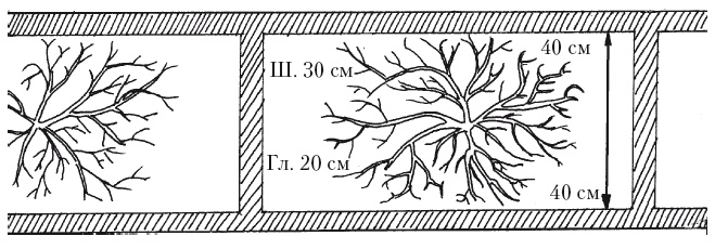 Иллюстрация к книге — Выращивание винограда [Autogen_eBook_id48.jpg]