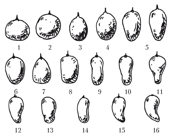 Иллюстрация к книге — Выращивание винограда [Autogen_eBook_id8.jpg]