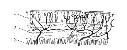 Иллюстрация к книге — Дождевые черви для повышения урожая [Autogen_eBook_id20.jpg]