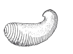 Иллюстрация к книге — Дождевые черви для повышения урожая [Autogen_eBook_id50.jpg]