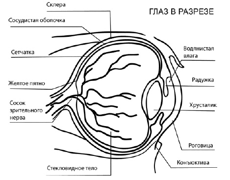 Иллюстрация к книге — Глаукома и катаракта. Лечение и профилактика [i_001.jpg]
