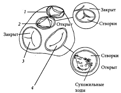 Иллюстрация к книге — Здоровое сердце и сосуды [i_002.jpg]