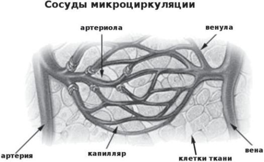 Иллюстрация к книге — Сыроедение против предрассудков. Эволюция в питании человека [i_005.jpg]