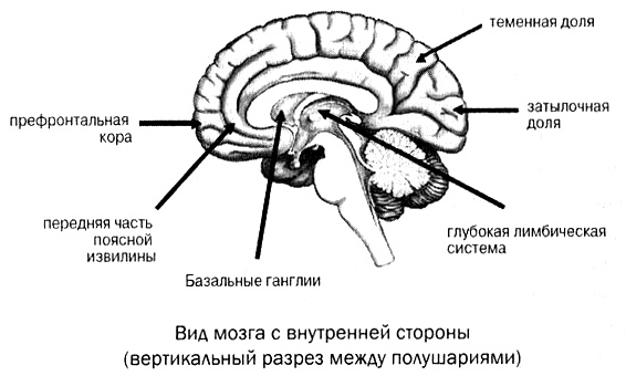 Иллюстрация к книге — Мозг против лишнего веса [i_016.jpg]