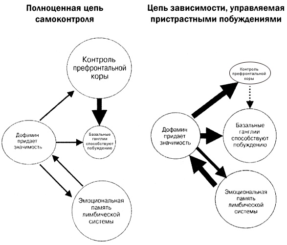 Иллюстрация к книге — Мозг против лишнего веса [i_027.jpg]