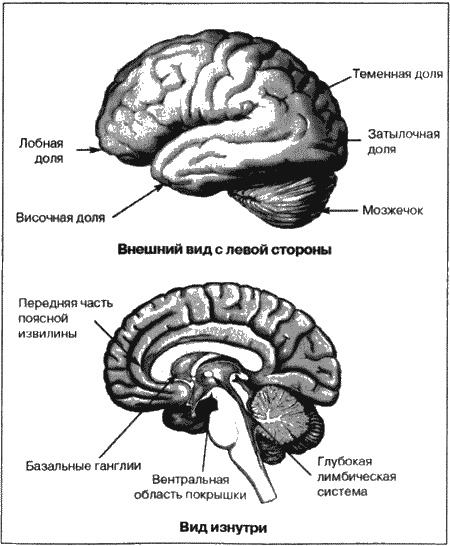 Иллюстрация к книге — Великолепный мозг в любом возрасте [img12.jpg]