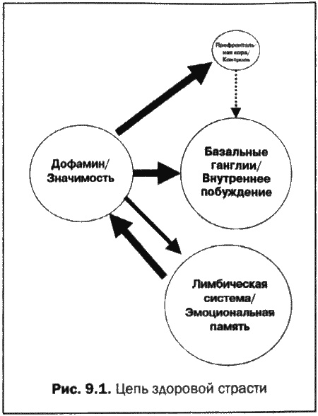 Иллюстрация к книге — Великолепный мозг в любом возрасте [img17.jpg]