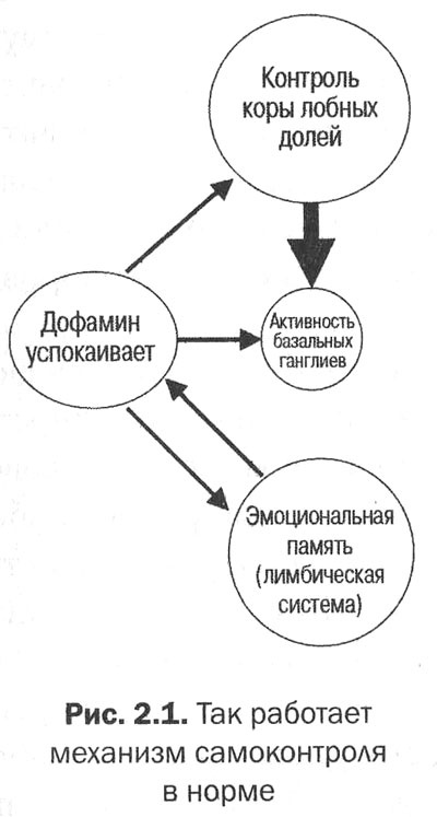 Иллюстрация к книге — Измени свой мозг - изменится и тело! [i_011.jpg]
