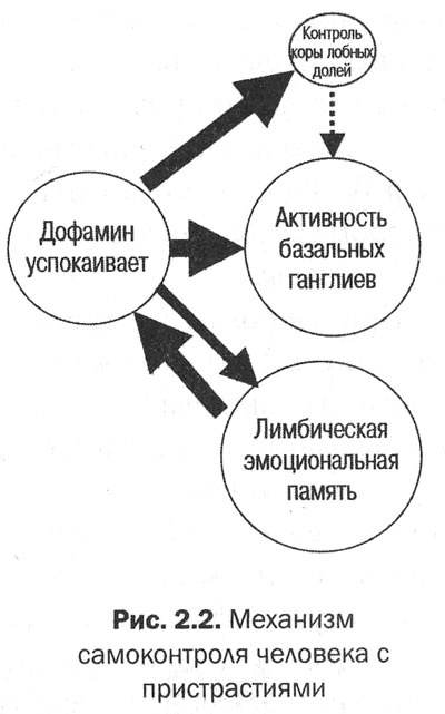 Иллюстрация к книге — Измени свой мозг - изменится и тело! [i_012.jpg]