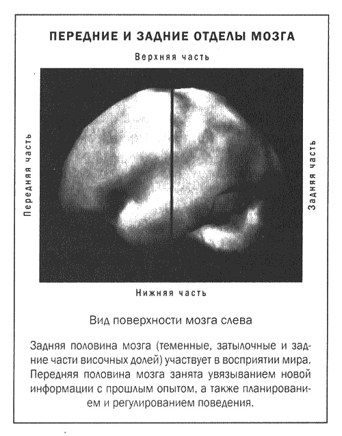Иллюстрация к книге — Мозг и душа. Новые открытия о влиянии мозга на характер, чувства, эмоции [i_002.jpg]