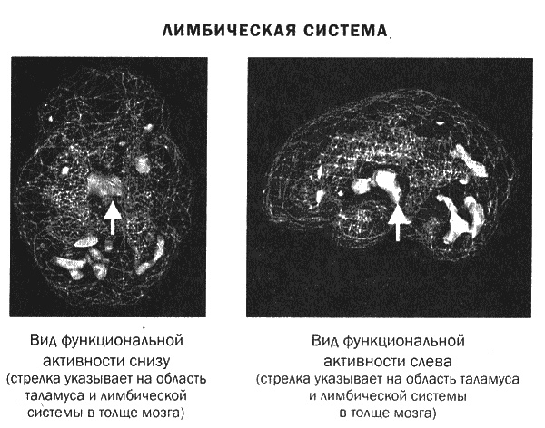 Иллюстрация к книге — Мозг и душа. Новые открытия о влиянии мозга на характер, чувства, эмоции [i_016.jpg]