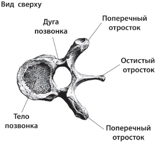 3 лучшие системы от боли в спине