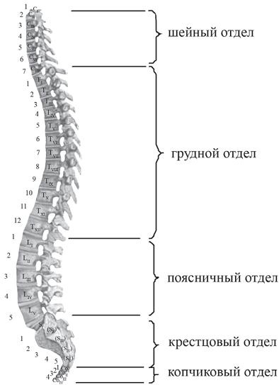 Иллюстрация к книге — Остеохондроз для профессионального пациента [i_009.jpg]