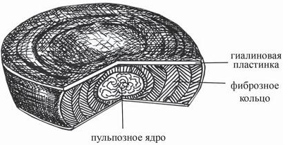 Иллюстрация к книге — Остеохондроз для профессионального пациента [i_031.jpg]