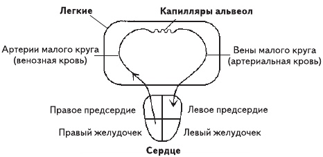 Иллюстрация к книге — Единственная правда об астме [i_001.jpg]