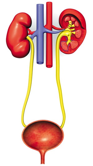 Иллюстрация к книге — О чем говорят анализы. Секреты медицинских показателей - для пациентов [i_008.jpg]