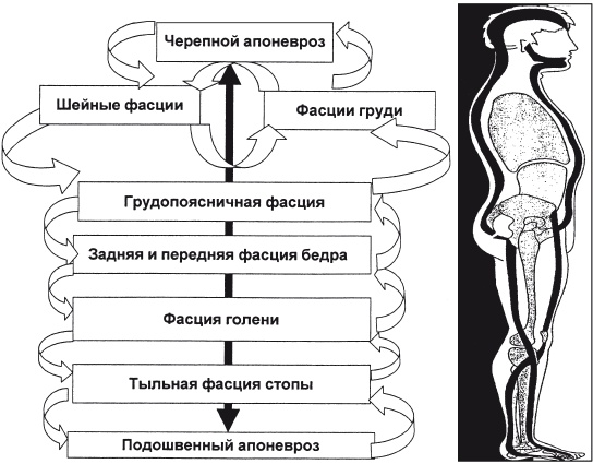 Иллюстрация к книге — Массаж и лечебная физкультура [i_005.jpg]