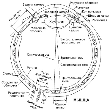 Иллюстрация к книге — Зрение на 100%. Фитнес и диета для глаз [i_001.jpg]