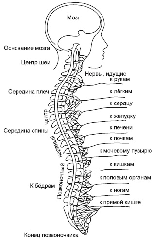 Иллюстрация к книге — Зрение на 100%. Фитнес и диета для глаз [i_015.jpg]