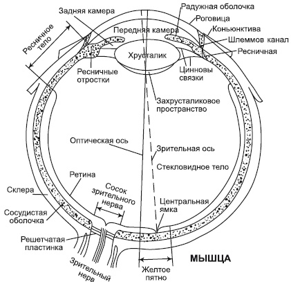Иллюстрация к книге — Лазерная коррекция зрения [i_001.jpg]