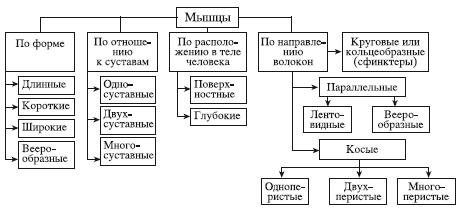 Иллюстрация к книге — Атлас профессионального массажа [i_010.jpg]