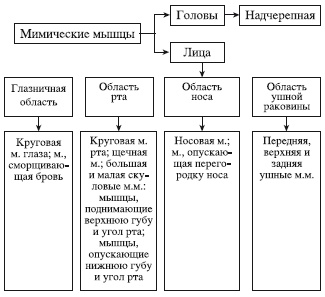 Иллюстрация к книге — Атлас профессионального массажа [i_012.jpg]