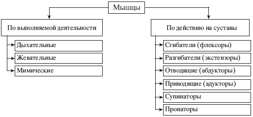 Иллюстрация к книге — Атлас профессионального массажа [i_013.jpg]