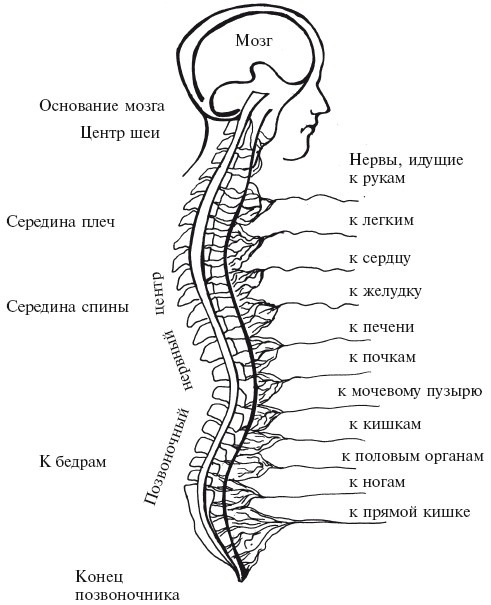 Иллюстрация к книге — Позвоночник - ключ к здоровью [Autogen_eBook_id15.jpg]