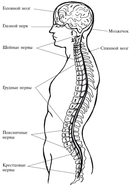 Иллюстрация к книге — Позвоночник - ключ к здоровью [Autogen_eBook_id9.jpg]