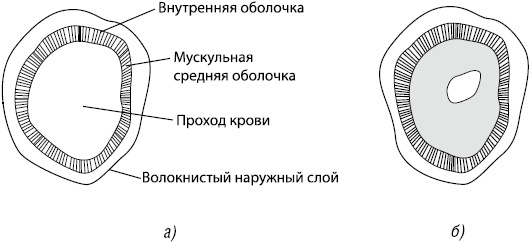 Иллюстрация к книге — Здоровое сердце [i_003.jpg]