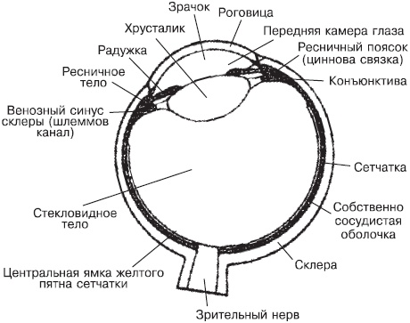 Иллюстрация к книге — Сними очки за 10 занятий [_01.jpg]