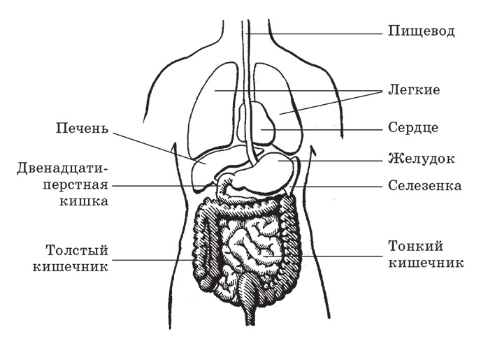 Иллюстрация к книге — Здоровье женщины. Энциклопедия [Autogen_eBook_id12.jpg]