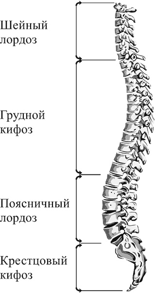 Иллюстрация к книге — Здоровье вашего позвоночника [i_001.jpg]