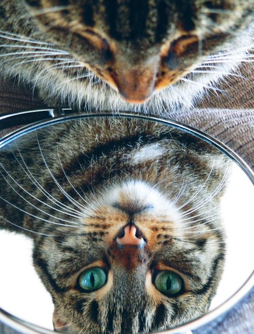 Иллюстрация к книге — Большая книга о счастье [i_052.jpg]