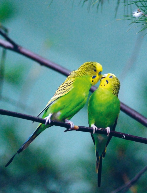 Иллюстрация к книге — Большая книга о счастье [i_061.jpg]